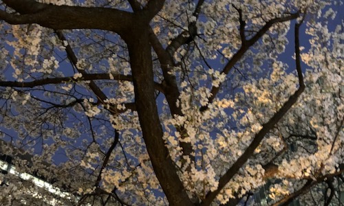 秋葉原の桜
